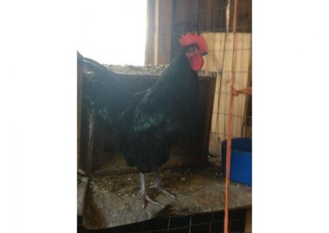 Free Australorp Rooster -- 7 months